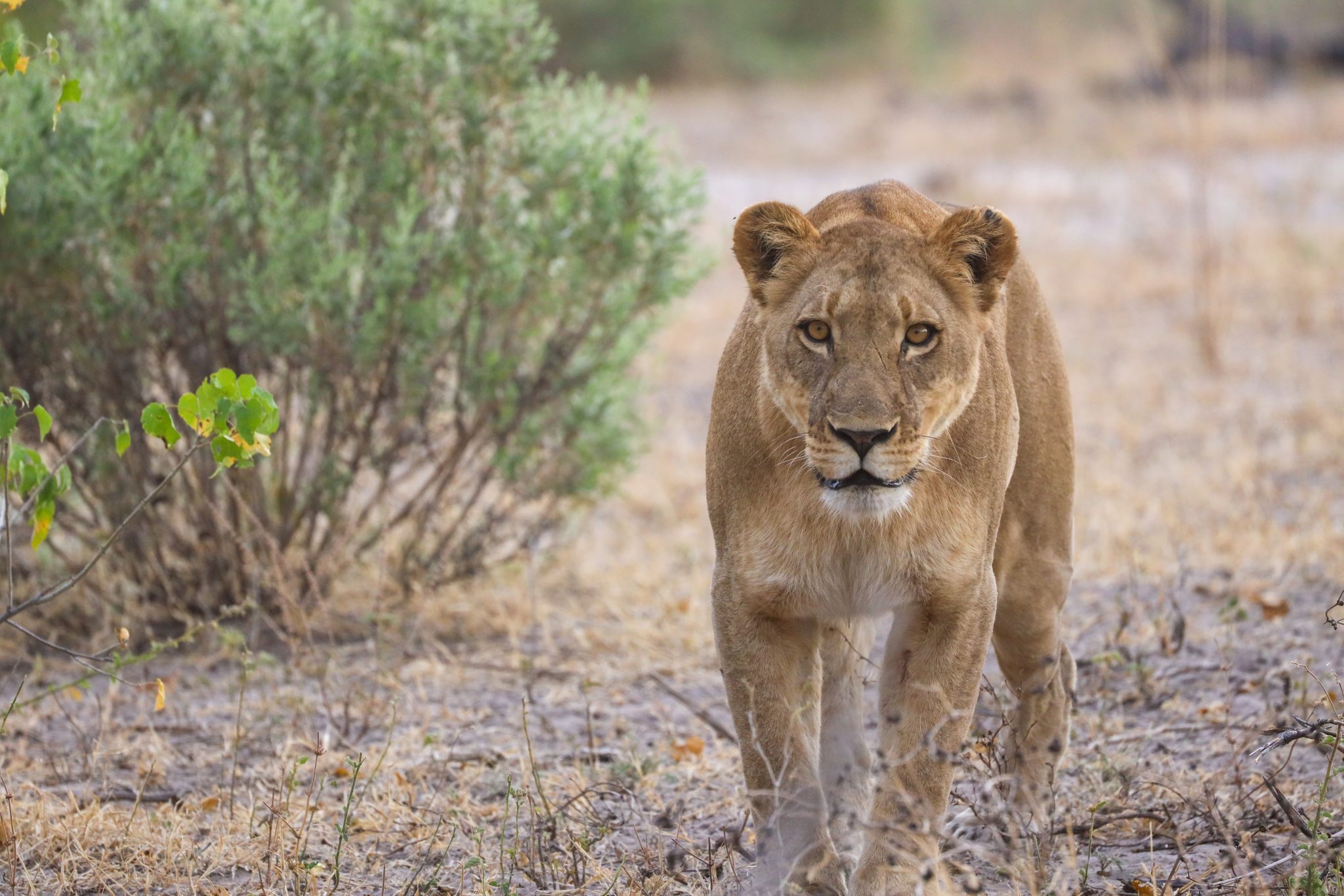 Wildlife Photography in the Caprivi — Where Wild Things Roam
